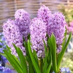 Splendid Cornelia  Sümbül Soğanı - Hyacinthus