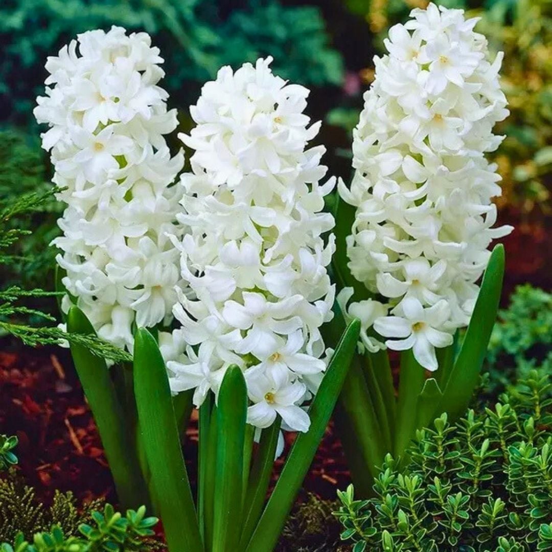 Aiolos Sümbül Soğanı - Hyacinthus - Beyaz