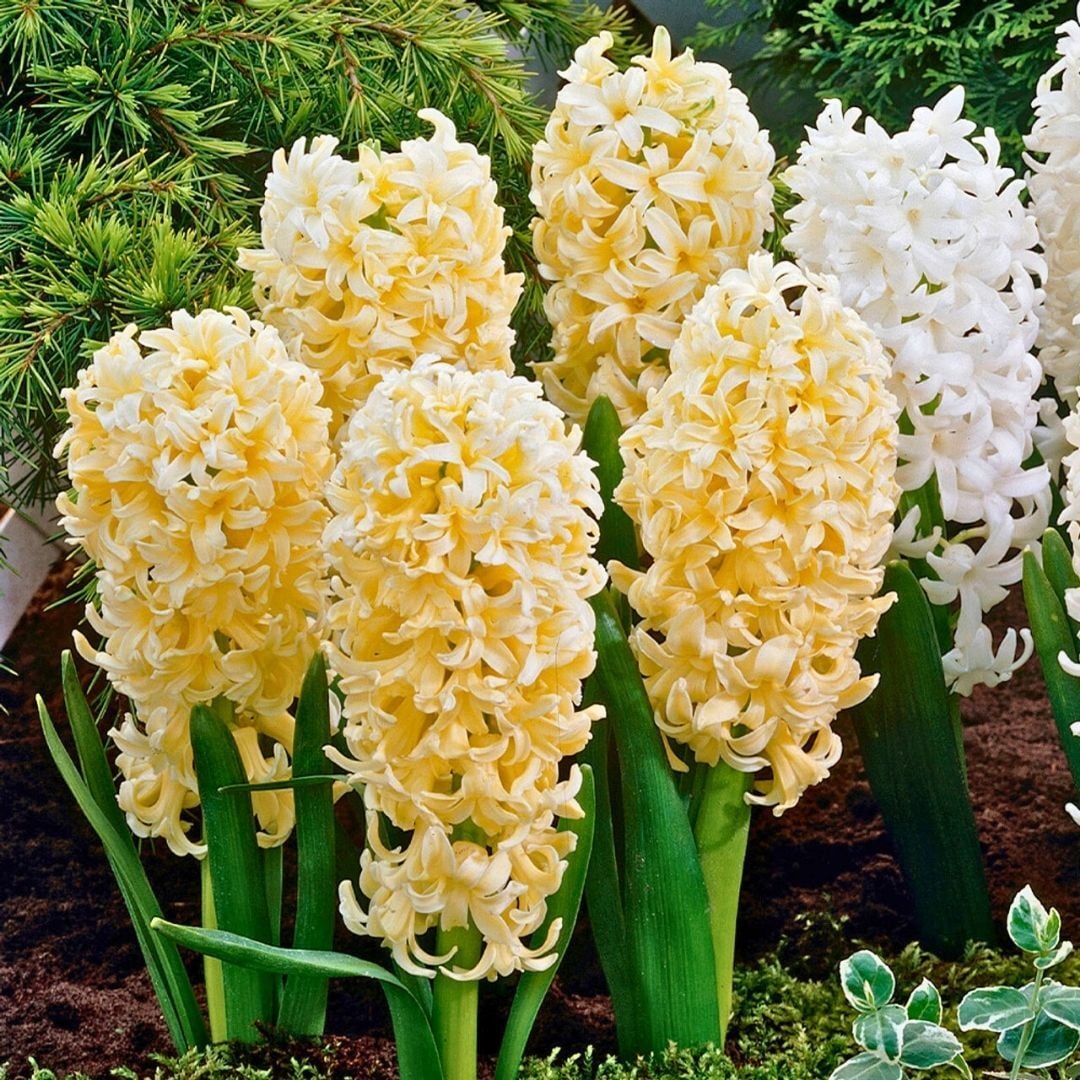 Gypsy Princess Sümbül Soğanı Sarı – Hyacinthus