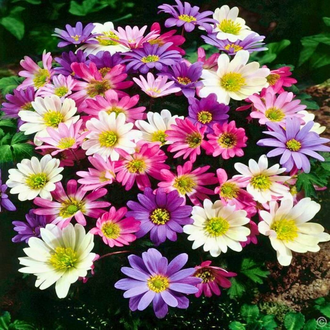 Anemone Blanda Mixed Soğanı