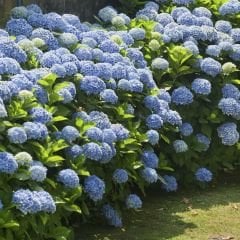 Mavi Ortanca Çiçeği Saksıda - Hydrangea Mocnophylla