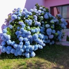 Mavi Ortanca Çiçeği Saksıda - Hydrangea Mocnophylla