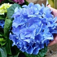Mavi Ortanca Çiçeği Saksıda - Hydrangea Mocnophylla