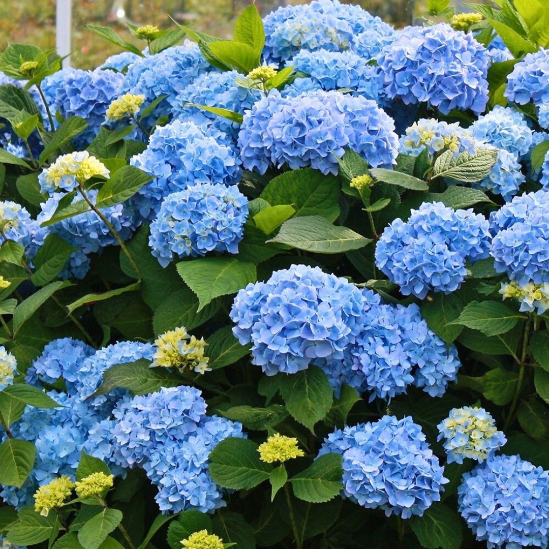Mavi Ortanca Çiçeği Saksıda - Hydrangea Mocnophylla