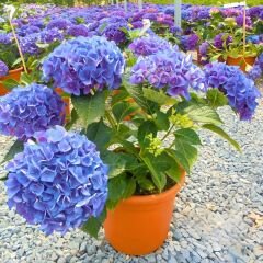 Mavi Ortanca Çiçeği Saksıda - Hydrangea Mocnophylla