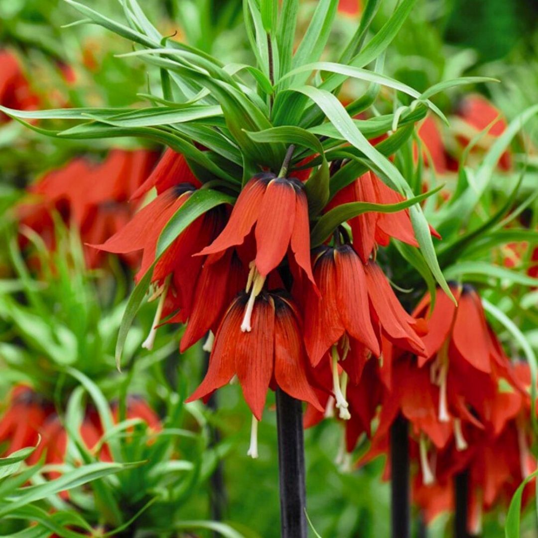 Fritillaria Imperialis Maxima Red - Ters Lale - Kırmızı