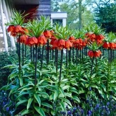 Fritillaria Imperialis Maxima Red - Ters Lale - Kırmızı