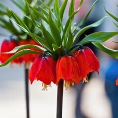 Fritillaria Imperialis Maxima Red - Ters Lale - Kırmızı