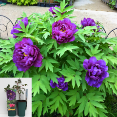 Paeonia Suffruticosa 'Wu Long Peng Sheng' – Katlı Ağaç Şakayık (Mor) | İthal Özel Tür