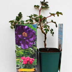 Paeonia Suffruticosa 'Wu Long Peng Sheng' – Katlı Ağaç Şakayık (Mor) | İthal Özel Tür