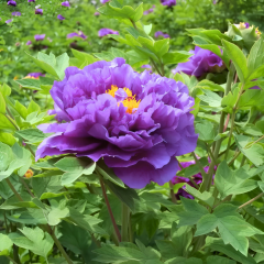 Paeonia Suffruticosa 'Wu Long Peng Sheng' – Katlı Ağaç Şakayık (Mor) | İthal Özel Tür