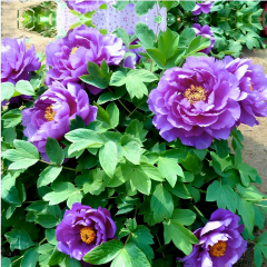 Paeonia Suffruticosa 'Wu Long Peng Sheng' – Katlı Ağaç Şakayık (Mor) | İthal Özel Tür