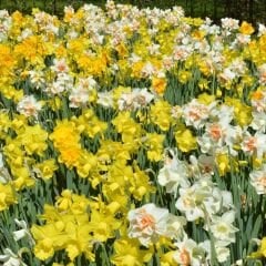 Nergis Soğanı Karışık Renk – Narcissus Mix