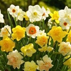Nergis Soğanı Karışık Renk – Narcissus Mix