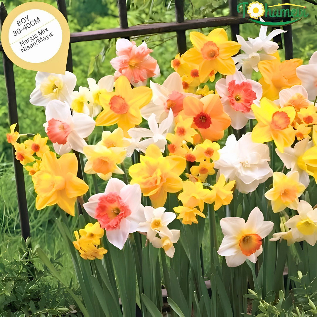 Nergis Soğanı Karışık Renk – Narcissus Mix