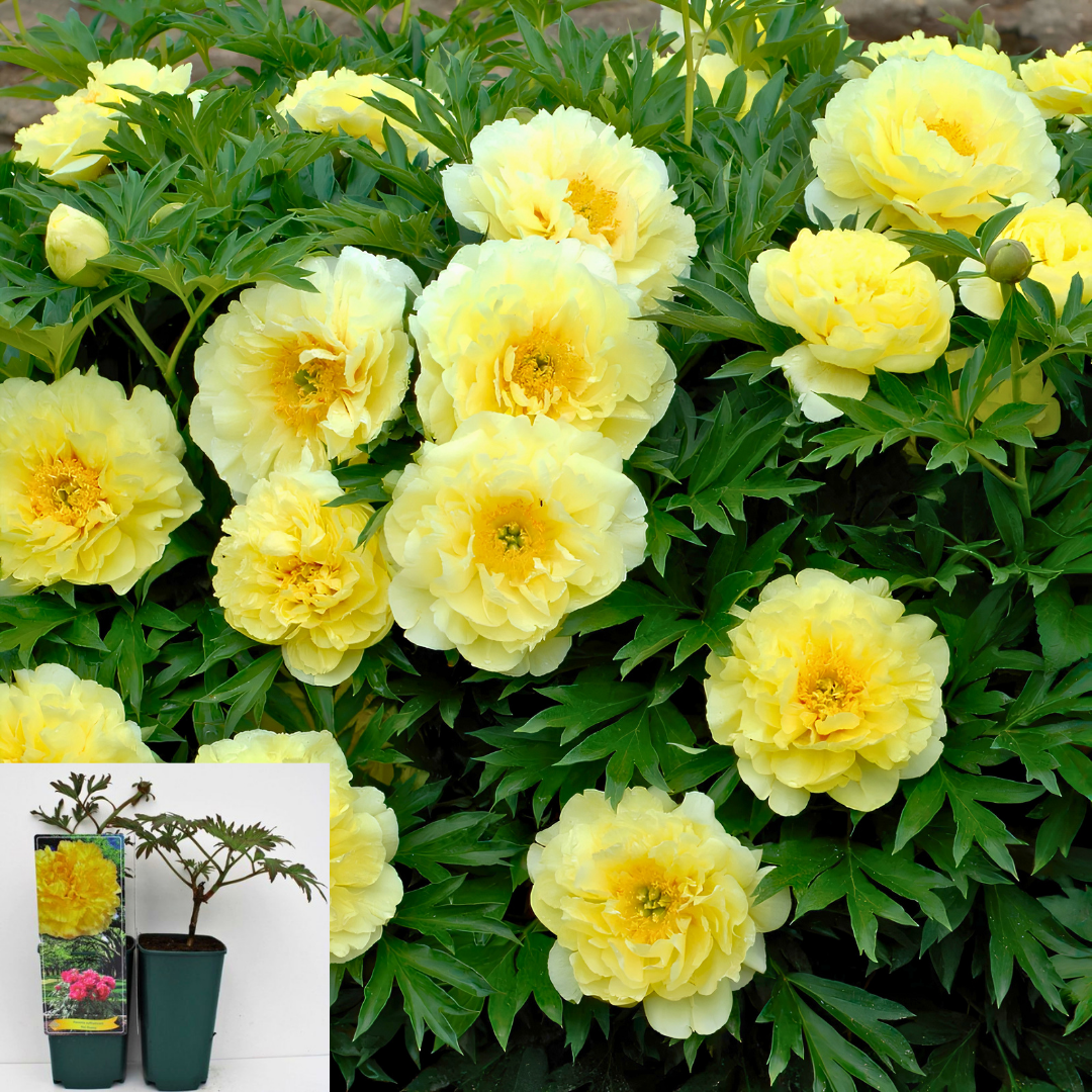 Paeonia Suffruticosa ‘Hai Huang’ – Katlı Ağaç Şakayık (Sarı) | İthal Özel Tür