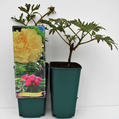 Paeonia Suffruticosa ‘Hai Huang’ – Katlı Ağaç Şakayık (Sarı) | İthal Özel Tür