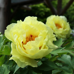Paeonia Suffruticosa ‘Hai Huang’ – Katlı Ağaç Şakayık (Sarı) | İthal Özel Tür
