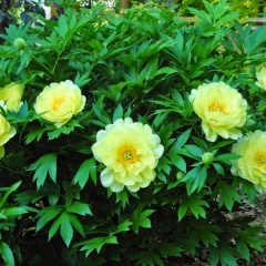 Paeonia Suffruticosa ‘Hai Huang’ – Katlı Ağaç Şakayık (Sarı) | İthal Özel Tür