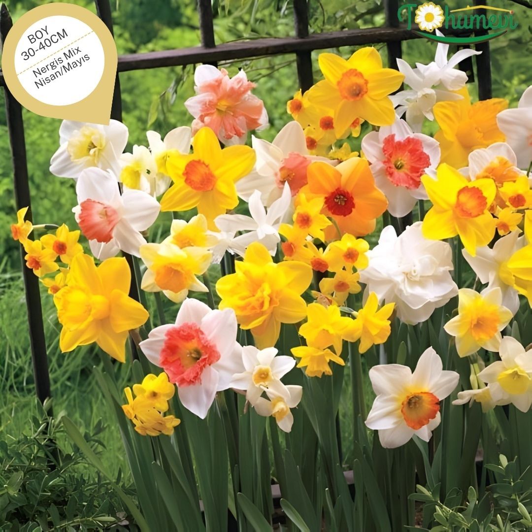 Nergis Soğanı Karışık Renk – Narcissus Mix