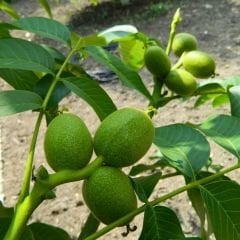 Chandler Ceviz Ağacı Fidanı (Çetnır Ceviz) Tüplü - Aşılı - 3 Yaş