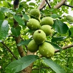 Chandler Ceviz Ağacı Fidanı (Çetnır Ceviz) Tüplü - Aşılı - 3 Yaş