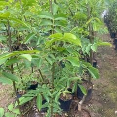 Chandler Ceviz Ağacı Fidanı (Çetnır Ceviz) Tüplü - Aşılı - 3 Yaş