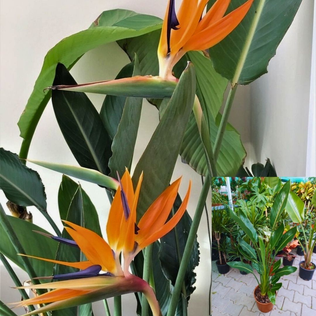 Strelitzia reginae